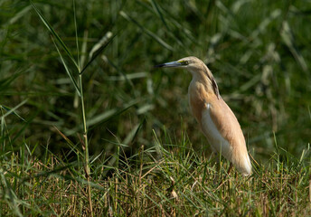 Portrait of a Squacco Heron at Adhari area, bahrain