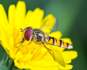 Beautiful Macro Photography
