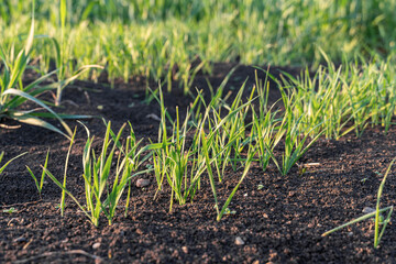 Growing young green seedling sprouts in cultivated Agricultural Farm Field
