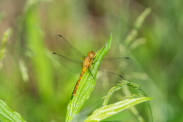 Meadowhawk Dragonfly in Springtime