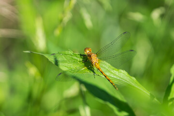 Meadowhawk Dragonfly in Springtime
