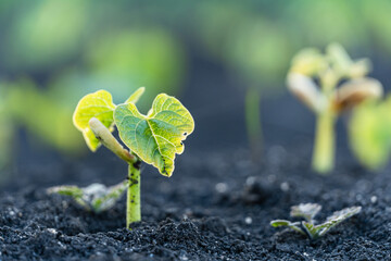 Agriculture plant seedling growing step concept in garden and sunlight. New life or start or...