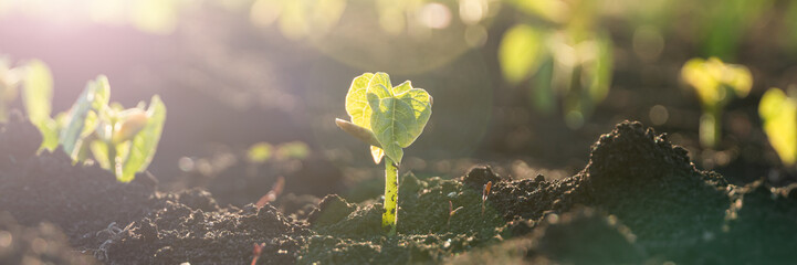 Agriculture plant seedling growing step concept in garden and sunlight. New life or start or beginning concept