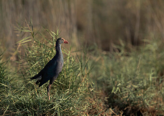 Grey-headed Swamphen at Asker Marsh, Bahrain