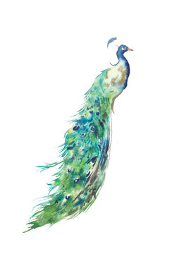 Watercolor peacock illustration. Exotic bird isolated on white background