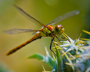 Beautiful Macro Photography
