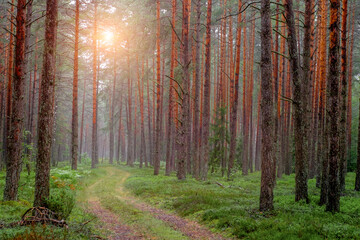 Spring forest. Scenic morning in woodland with mist. Sunlight shines at picturesque path at sunrise.