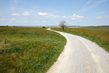 Naklejka premium way landscape sky tree twisted