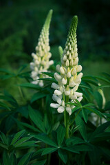 flowers of white lupins in the garden