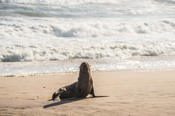 Seal on Atlantic Ocean near  Sandwich Harbour, Namibia