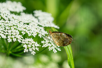 Northern Crescent Butterfly on Ground Elder Flowers