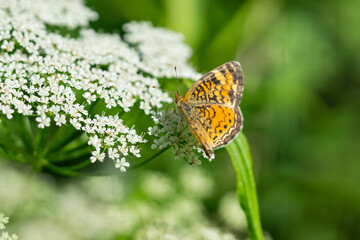 Northern Crescent Butterfly on Ground Elder Flowers