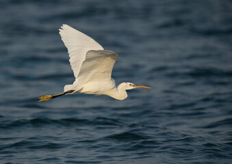 Fototapeta na wymiar Western reef egret white morphed flying at Busaiteen coast, Bahrain