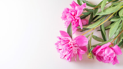 Bright fresh three pink peonies lie on a light background. Copyspace, top view. The concept of a holiday, birthday, Valentine's Day, gift, declaration of love.