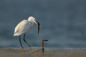 Western reef egret white morphed holding a fish at Busaiteen coast, Bahrain