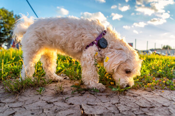 Low angle cute Maltese dog with collar smells grass on dried earth soil while on evening walk....