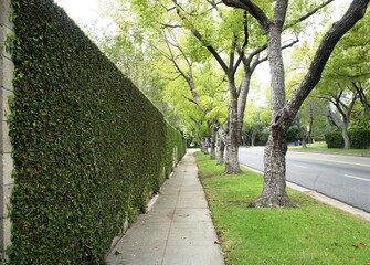 Beautiful street with a green hedge, Los Angeles, USA