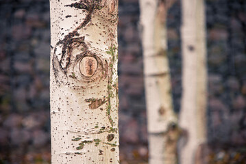 Silver poplar trunk