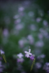 matthiola night violet flowers grow in dark summer garden