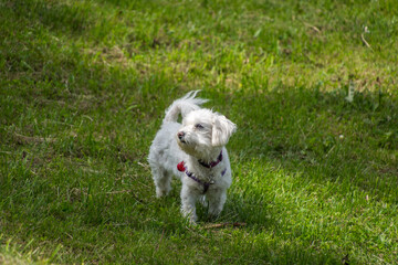 Naklejka na ściany i meble Small white cute Maltese dog standing on meadow grass on bright summer day looking away
