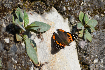 butterfly on leaf