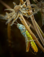 Beautiful macro photography of live insects