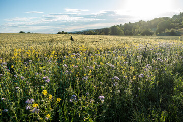 Kornblumen im Getreidefeld