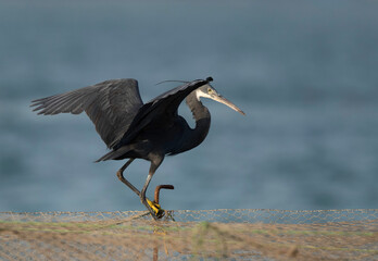 Western reef heron fishing at Busaiteen coast, Bahrain
