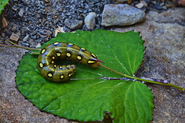 Low angle side view of spurge hawk-moth caterpillar (Hyles euphorbiae)