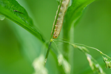 Sawfly Larva in Springtime