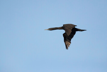Socotra cormorant flying at Busaiteen coast, Bahrain
