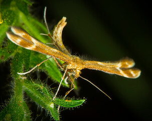 Beautiful macro photography