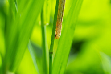 Sawfly Larva in Springtime