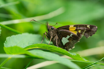 Silver Spotted Skipper Butterfly in Springtime