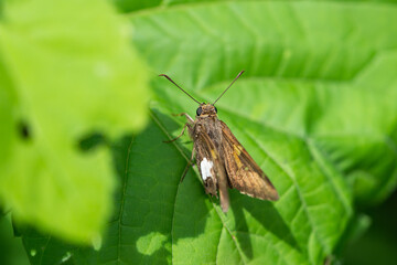 Silver Spotted Skipper Butterfly in Springtime