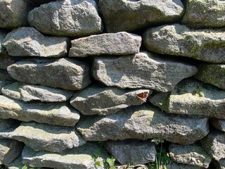 A dry stone wall, with a butterfly in, Embsay, Skipton, UK