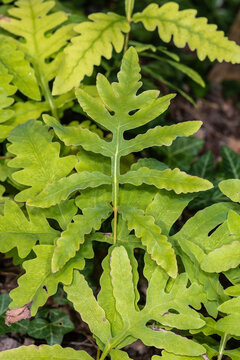 Sensitive Fern (Onoclea Sensibilis), Bead Fern