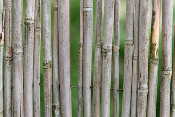 Canne bambu texture  canniccio