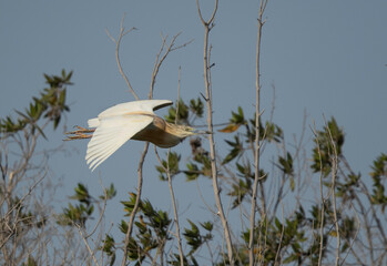 Squacco Heron takeoff at Buhair lake, Bahrain