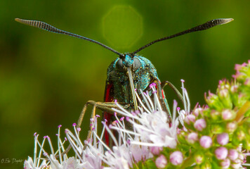 Beautiful macro photography
