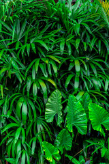 Exotic tropical background of green leaves of jungle plants. Leaves of tropical plants. Green...