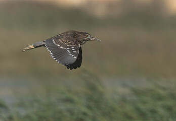 Black-crowned Night Heron in flight at Buhair lake Bahrain
