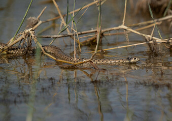 Rat snake swimming in Buhair lake of Bahrain