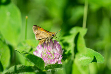 Tawny Edged Skipper Feeding on Red Clover Flowers