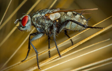 Beautiful colorful macro photography