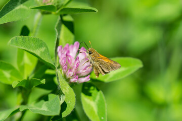 Tawny Edged Skipper Feeding on Red Clover Flowers