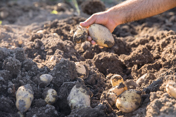 woman hand potatoes in the field