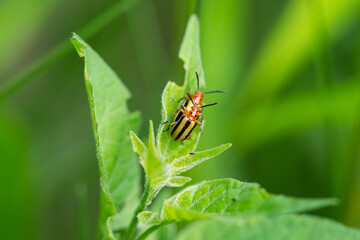 Three Lined Potato Beetles Mating in Springtime