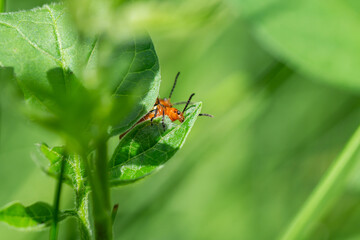 Three Lined Potato Beetles Mating in Springtime