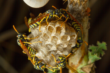 Beautiful colorful macro photography